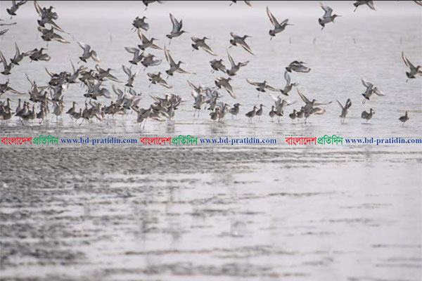 অপরূপ সৌন্দর্যের লীলাভূমি তাড়ুয়া সৈকত