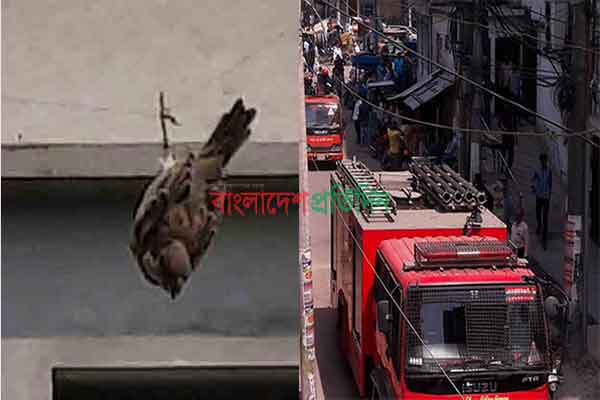 আটকে পড়া চড়ুই পাখি উদ্ধারে ফায়ার সার্ভিস