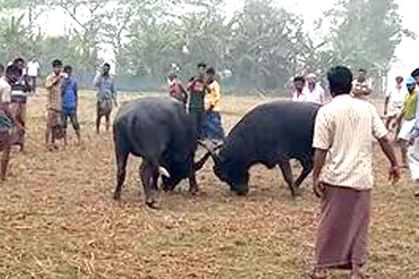 কলাপাড়ায় মহিষের লড়াই দেখতে মানুষের ঢল