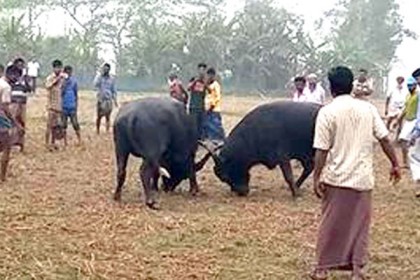 কলাপাড়ায় মহিষের লড়াই দেখতে মানুষের ঢল