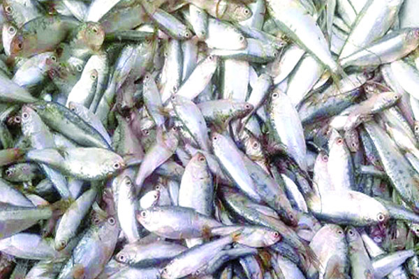 বরিশালে ১৯৫ মণ জাটকা জব্দ, বোটসহ আটক ৯