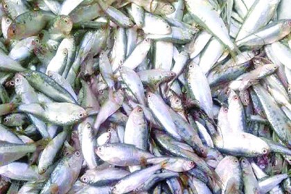 বরিশালে ১৯৫ মণ জাটকা জব্দ, বোটসহ আটক ৯