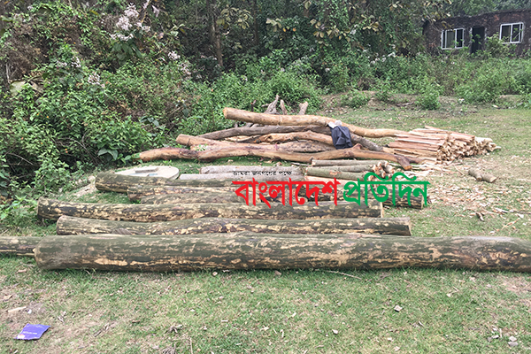 চট্টগ্রাম বিশ্ববিদ্যালয়ের গাছ কেটে পাচার!
