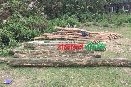 চট্টগ্রাম বিশ্ববিদ্যালয়ের গাছ কেটে পাচার!
