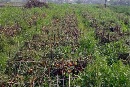 সবজি সমৃদ্ধ ফুলপুরে নেই হিমাগার, বিপাকে চাষিরা