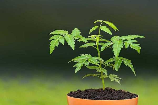 ব্রন ও চর্মরোগ দূর করবে নিমপাতা