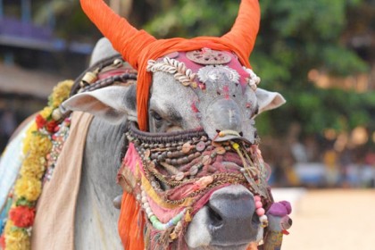 ষাঁড়টির দাম উঠল ২০ লক্ষ!

