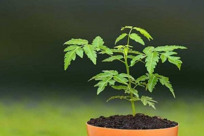 ব্রন ও চর্মরোগ দূর করবে নিমপাতা