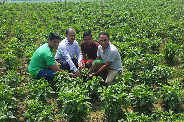 কৃষিতে 'সফল' বিশ্বনাথের ৪ তরুণ
