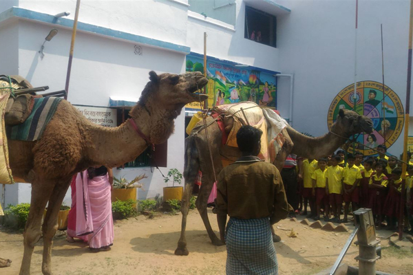 ক্ষুদে পড়ুয়াদের পড়া শেখাতে স্কুলে উটের আগমন!