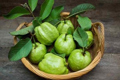অতি পরিচিত পেয়ারার অজানা ৭ উপকারিতা
