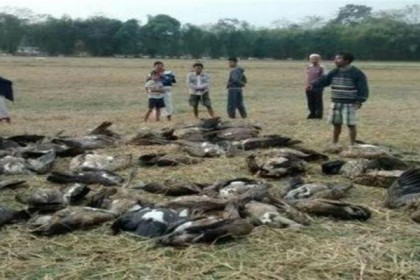 মাংস খাওয়ার জন্য ৩৬ শকুনকে বিষ খাইয়ে হত্যা‌