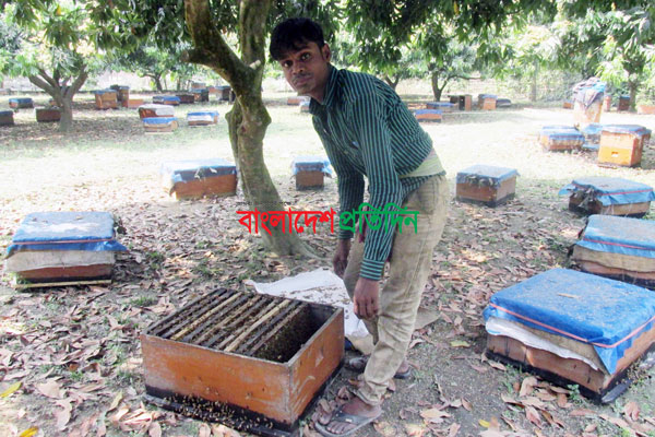 দিনাজপুরে লিচুর মুকুল থেকে মধু সংগ্রহ