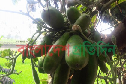 এক বোঁটায় ৪০ লাউ

