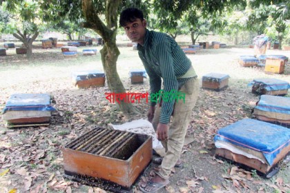 দিনাজপুরে লিচুর মুকুল থেকে মধু সংগ্রহ