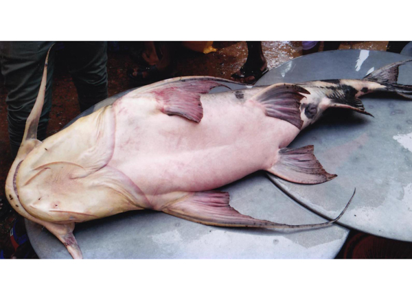 গোমতীতে ধরা পড়ল ২৭ কেজি ওজনের বাগাইড় মাছ