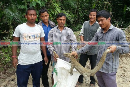 বিপন্নপ্রায় পরিবেশ বন্ধু গুইসাপ