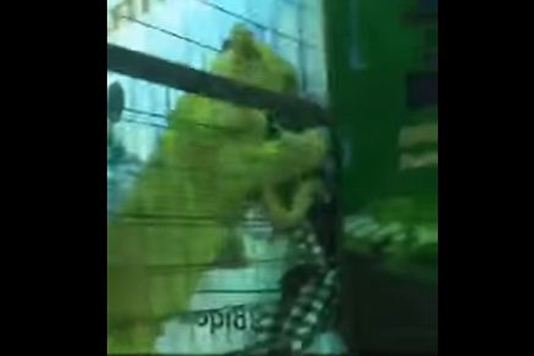 খাঁচার ভেতর শিশুকে সিংহের আক্রমণ (ভিডিও)