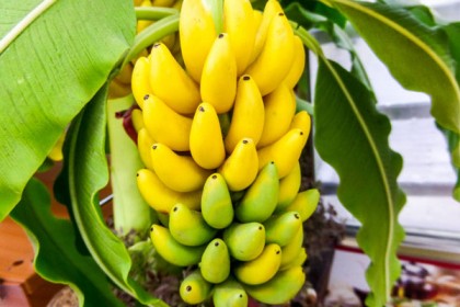 কিডনি রোগ ও ক্যান্সার প্রতিরোধ করে কলা