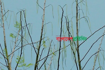 নন্দীগ্রামের সজনে ডাটা যাচ্ছে সারাদেশে 
