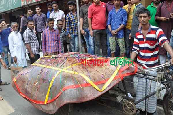 মেঘনায় জেলেদের জালে সাড়ে ৭ মণ ওজনের মাছ
