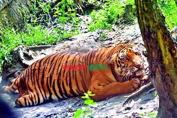 মারা গেল তিন পায়ের সেই বাঘিনী
