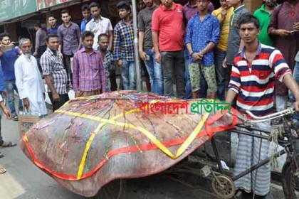 মেঘনায় জেলেদের জালে সাড়ে ৭ মণ ওজনের মাছ
