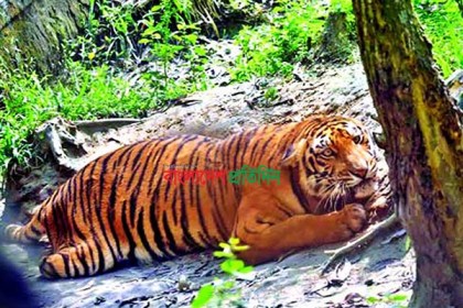 মারা গেল তিন পায়ের সেই বাঘিনী
