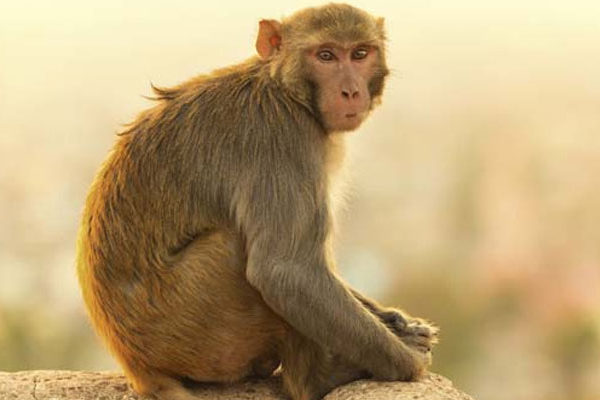 ঘুমন্ত শিশুকে নিয়ে পালাল বানর