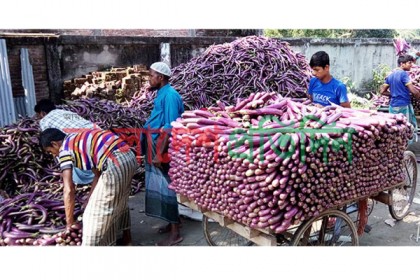 বেগুনের কেজি ২ টাকা; কৃষকের মাথায় হাত