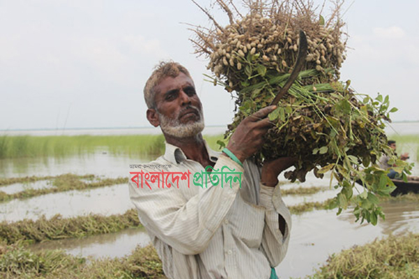 ফরিদপুরের চরে বাদামের বাম্পার ফলন