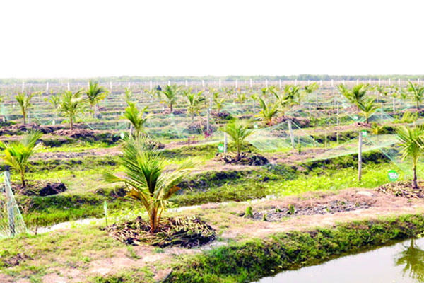 স্বর্ণদ্বীপে সম্ভাবনার হাতছানি