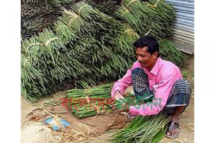 দিনাজপুরে সজিনার চাষে লাভবান কৃষক