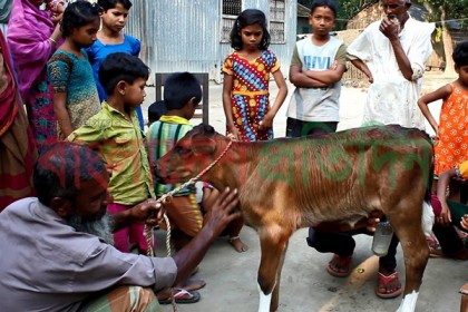দুধ দিচ্ছে ২১ দিনের বাছুর

