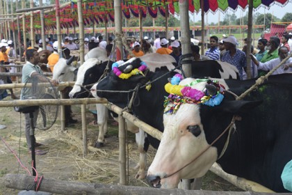 দিনাজপুরে ষাঁড় প্রদর্শনী ও প্রতিযোগিতা 