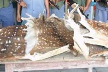 পাথরঘাটায় হরিণের চামড়াসহ আটক ১

