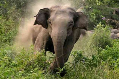চকরিয়ায় বন্যহাতির আক্রমণে যুবক নিহত