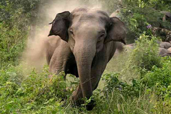 চকরিয়ায় বন্যহাতির আক্রমণে যুবক নিহত