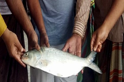 আড়াই কেজি ওজনের ইলিশের দাম ১৫ হাজার টাকা!