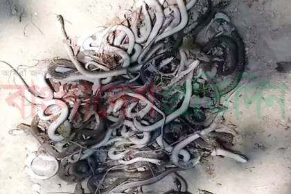 রান্নাঘরে ৫২টি গোখরা সাপ!

