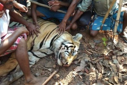 ভারতে মৃত বাঘের মাথে সেলফি তোলার হিড়িক!