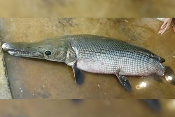 কলকাতায় পুকুর থেকে কুমিরমুখো মাছ উদ্ধার, রহস্য ঘনীভূত!