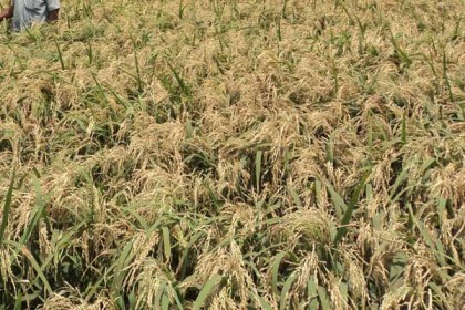 বগুড়ায় বোরো ক্ষেতে 'পাতাপোড়া' রোগ 

