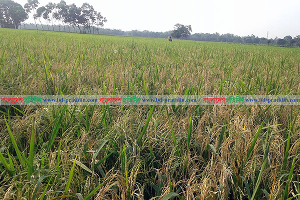 ফুলপুরে ব্লাস্ট রোগে আক্রান্ত কৃষকের স্বপ্ন