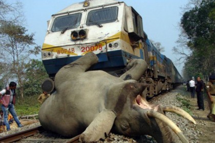 ট্রেনে কাটা পড়ে চার হাতির মৃত্যু