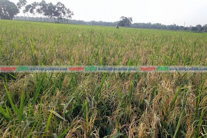 ফুলপুরে ব্লাস্ট রোগে আক্রান্ত কৃষকের স্বপ্ন