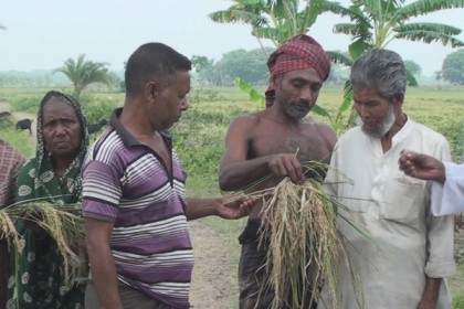 সাতক্ষীরায় বোরো ধানে ব্লাস্ট রোগ, দিশেহারা কৃষক