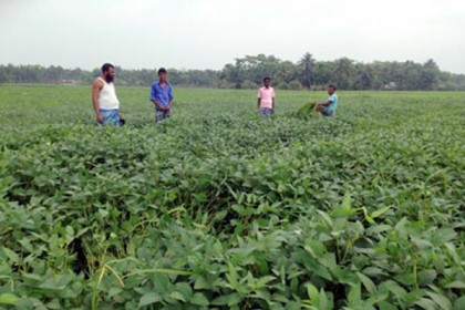 রায়পুরে 'দিন বদলের ফসল' সয়াবিনের বাম্পার ফলন