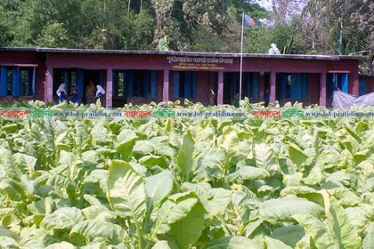 বিদ্যালয়ের মাঠেও তামাকের আগ্রাসন!
