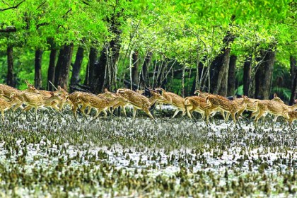 সুন্দরবনে ১৫ কেজি হরিণের মাংসসহ আটক ১

